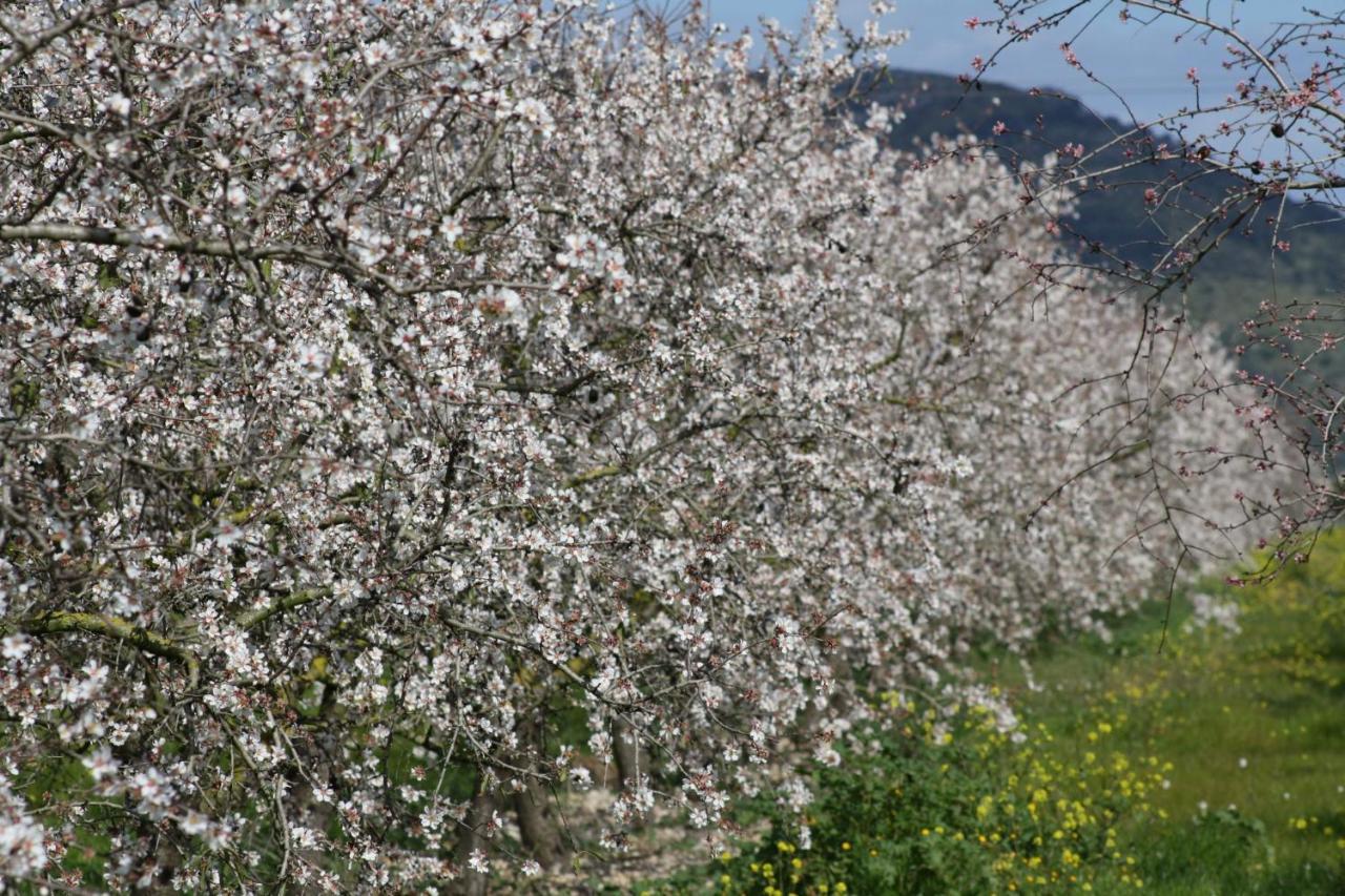 155 Finca Son Rossignol By Mallorca Charme Синеу Екстериор снимка